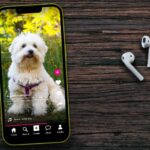 TikTok dog photo illustration. Want your pup to become the next big influencer? Find out how you can use TikTok to create content and grow their fan base.