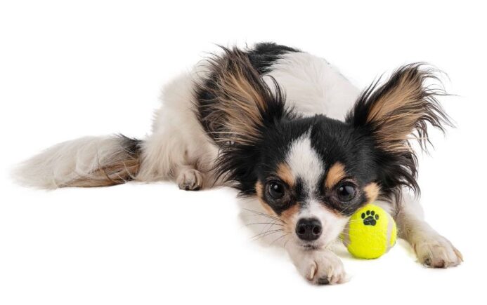 A tired Papillion lies with tennis ball. 