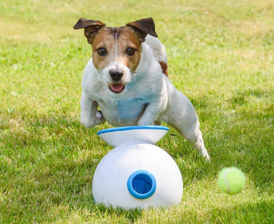 An automatic ball launcher entertains dogs and promotes a healthy lifestyle. Benefits include exercise, mental stimulation, and convenience.
