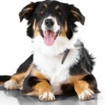 Happy Australian Shepherd on white background. To create a calm environment for your dog, start by ensuring they get enough exercise and aren't left pent up indoors.