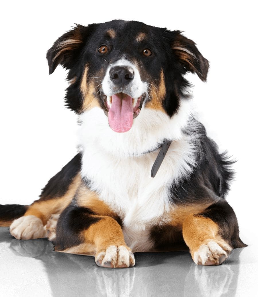 Happy Australian Shepherd on white background. To create a calm environment for your dog, start by ensuring they get enough exercise and aren't left pent up indoors.