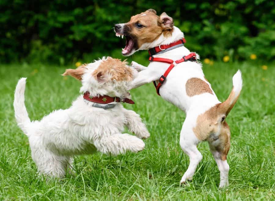 Two dogs wrestle. Canine aggression types include fear, territoriality, dominance, maternal instinct, predatory instinct, pain, and redirected aggression.