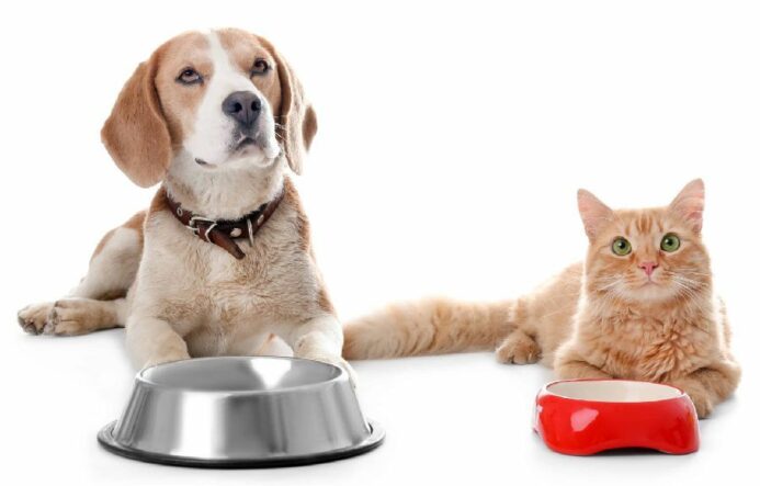 Beagle and cat with empty food bowls. 