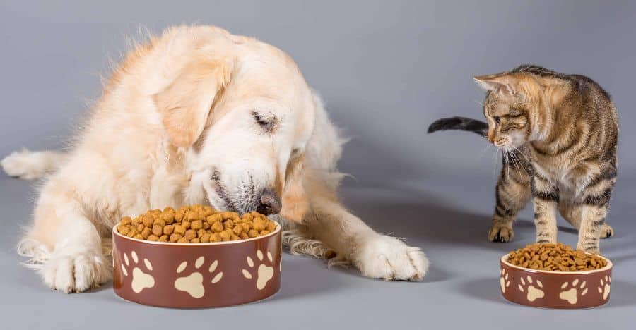 Cat eyes Golden Retriever eating. There are several practical ways to prevent your dog from consuming cat food, including separating the pets' feeding areas, establishing regular feeding schedules, supervising mealtime, and keeping the cat's food in a secure location.