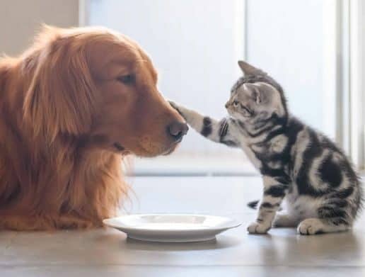 Cat puts paw on Irish Setter's face. Cat food dangers for dogs include pancreatitis, obesity, liver and kidney damage, diarrhea, and upset stomach or vomiting.