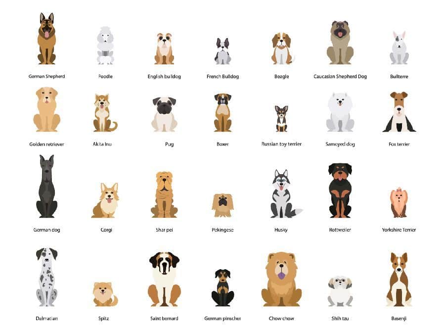 Graphic showing 28 dog breeds. Dog breeds: If you’re considering getting a dog, check out the dog's characteristics and match them to your personality and lifestyle. 