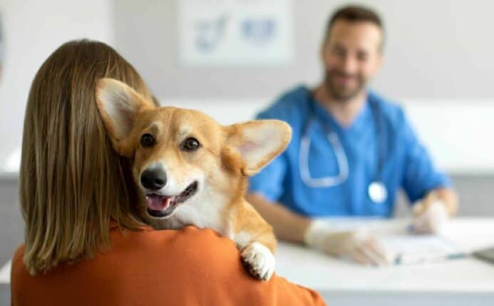 Dog health guide: Woman holds corgi during vet visit. 