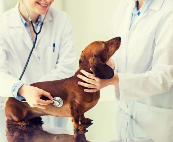 Dog health guide tip: Consider adding vitamins.