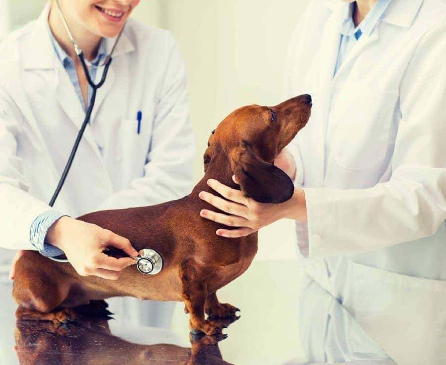 Dog health guide: vitamins. Dog health guide tip: Consider adding vitamins. While most dogs get the vitamins they need from their diet, some may need supplements if they don't have a well-balanced diet or have specific health conditions.