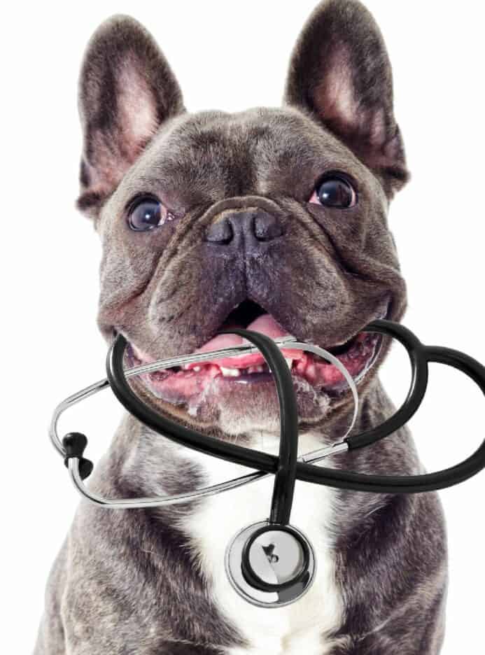 Dog health guide: joint health. 