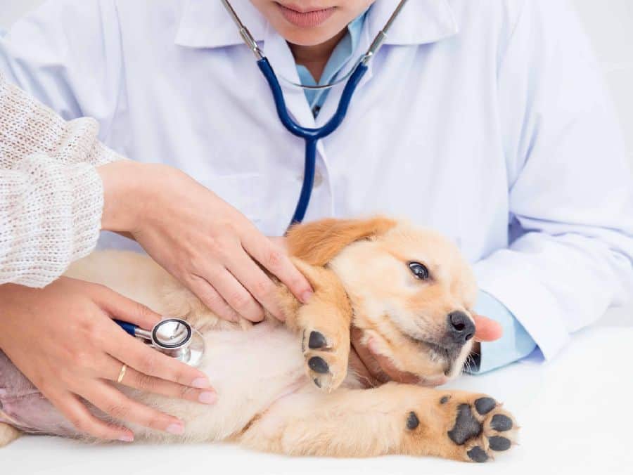 Dog health guide: DogsBestLife.com dog health guide: Neutering and spaying your dog has health benefits and prevents overpopulation of puppies.