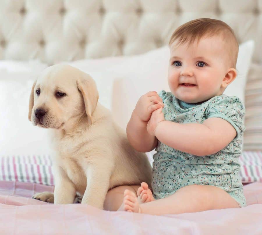 Baby and Labrador puppy sit on bed. Dogs and babies can get along if the parents take some precautions and teach both how to behave around the other.