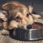Sad Corgi lies by food bowl. Dog food sensitivity is different from allergies and arises from difficulties in digestion, not immune responses.