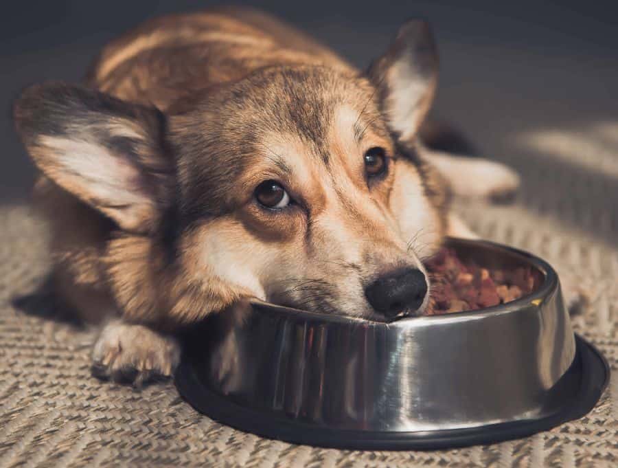 Sad Corgi lies by food bowl. Dog food sensitivity is different from allergies and arises from difficulties in digestion, not immune responses.