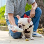 Owner gives French bulldog water while walking. Keep your dog hydrated while traveling, especially in hot weather. Use ice cubes, wet food, or portable water equipment.