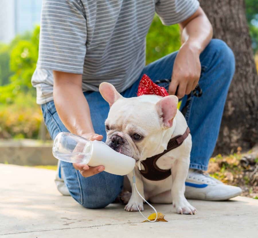 Owner gives French bulldog water while walking. Keep your dog hydrated while traveling, especially in hot weather. Use ice cubes, wet food, or portable water equipment.