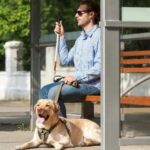 Man waits with service dog at bus stop. Explore the dynamics of navigating public transportation with service dogs. Understand legal rights and public perceptions for smooth travel.
