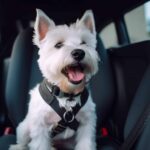 Selling a car with pet wear and tear can be challenging, but there are some things you can do to mitigate any damage.