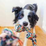 Dog owner plays tug-of-war with Border Collie. Play stimulating dog games indoors to keep your dog happy and healthy. These games provide entertainment and create a stronger bond.