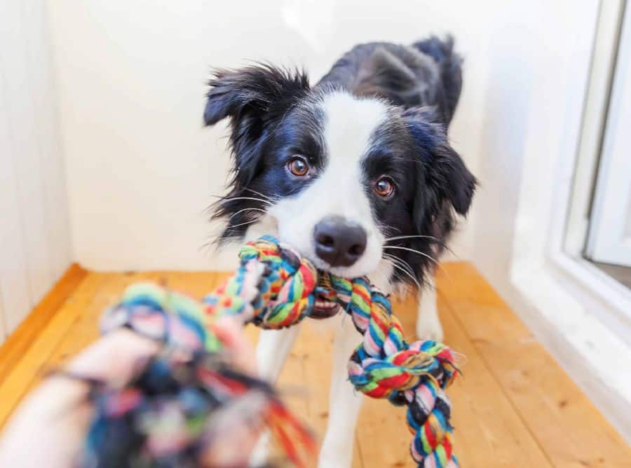 Dog owner plays tug-of-war with Border Collie. Play stimulating dog games indoors to keep your dog happy and healthy. These games provide entertainment and create a stronger bond.