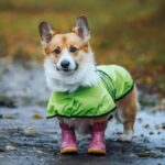 Corgi wearing raincoat and boots. To safely walk dogs in the rain, choose the right gear, plan a rain-friendly route and learn how to protect your dog's paws.