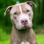 The Shar Pei Pitbull mix (American Pitbull Terrier plus Shar Pei) has unusual looks, a devoted personality, and a hardy spirit.