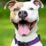 Happy pitbull terrier wears a purple collar. The most common adoption mistakes new dog owners make: failing to research and train, underestimating cost, and neglecting stimulation.