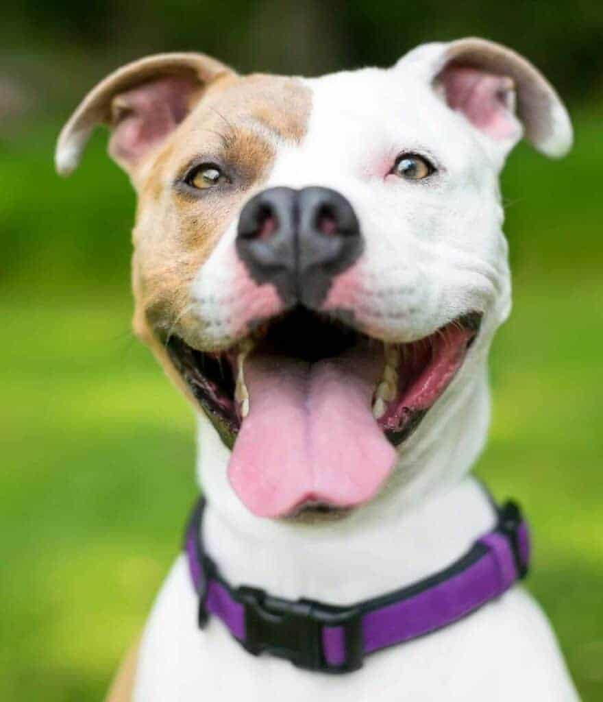 Happy pitbull terrier wears a purple collar. Image for dog adoption mistakes post.