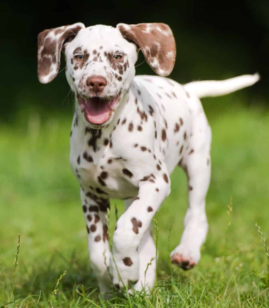 Dalmatians are the only dog breed that produces elevated levels of uric acid, which can lower the pH balance of the soil and make grass hard to grow.
