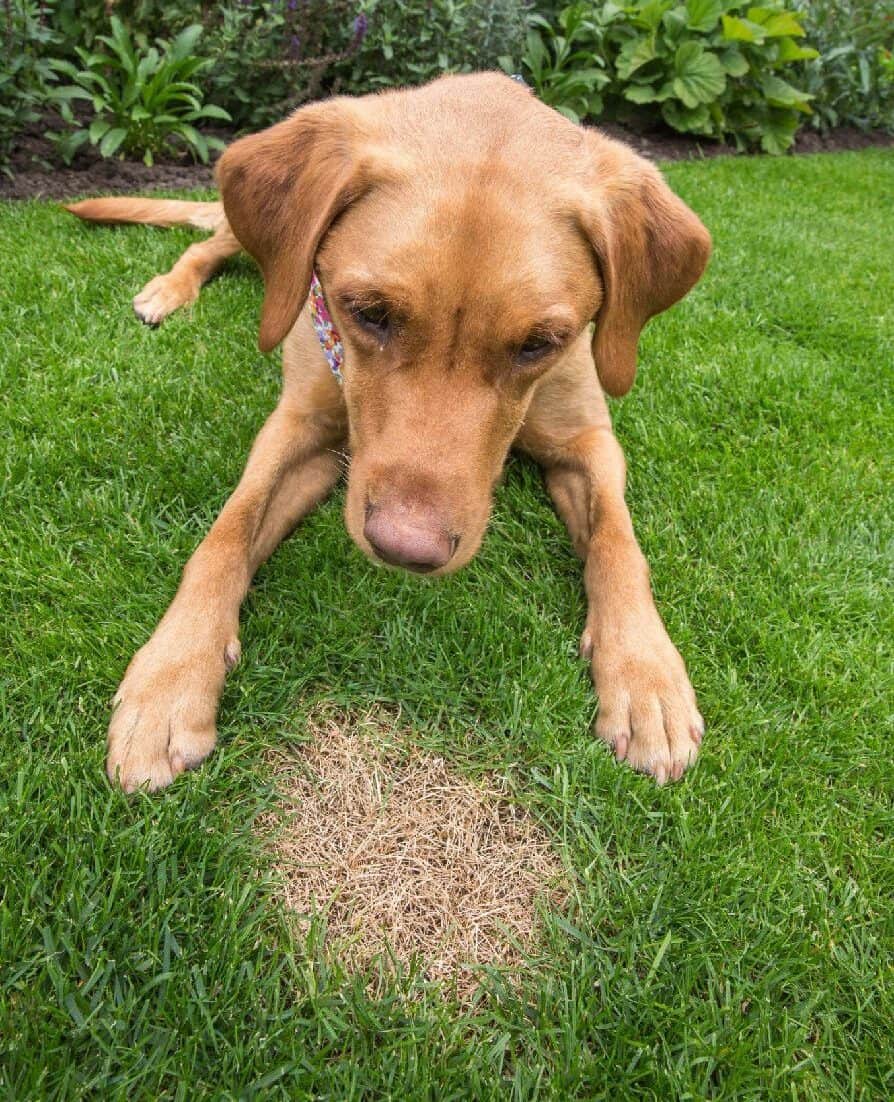 Dog looks are dog urine damaged spot in lawn. Dog urine causes dead spots in grass because of its high nitrogen concentration. To fix this, water the area well and fertilize it.