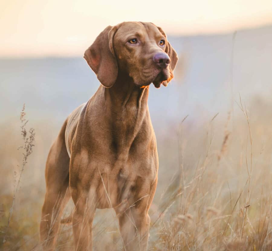 Vizsla stands in a wheat field. Hunting dog breeds make great pets. They are friendly, have great instincts, and can become cherished family members.