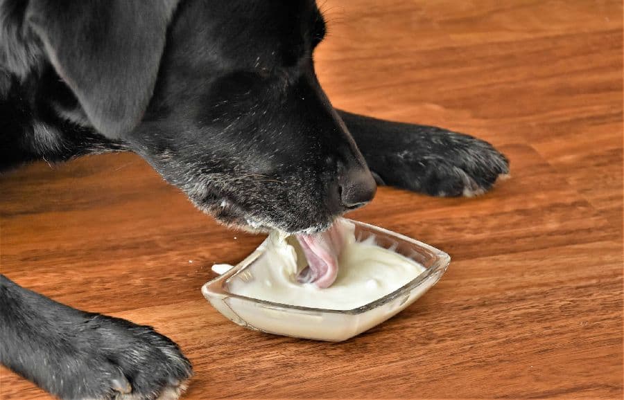 Older Labrador drinks oat milk. Oat milk can be a good alternative for dogs with food allergies, but some dogs may still be allergic to oats. It's best to introduce oat milk slowly and watch for any signs of allergies or adverse reactions.