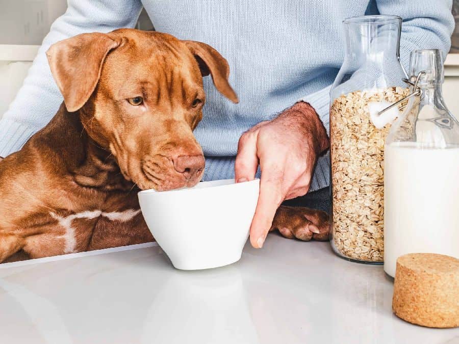 Vizsla with oat milk. Oat milk is generally safe for dogs to consume in small amounts, and offers potential benefits, like calcium and vitamin D.