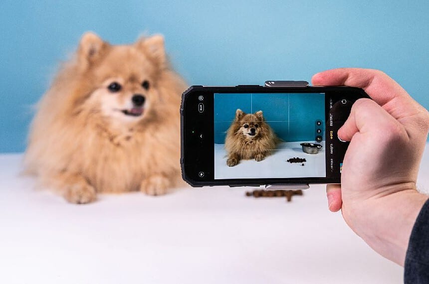 Photographers should recognize which dogs are photogenic dog breeds, like Pomeranians, and have a friendly nature. Discover five photogenic dog breeds.
