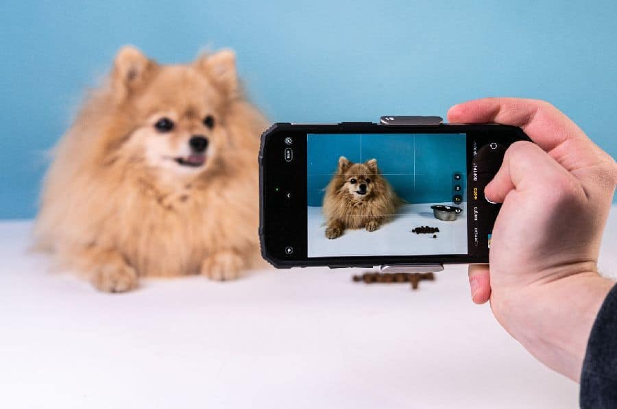 Photographers should recognize which dogs are photogenic dog breeds, like Pomeranians, and have a friendly nature. Discover five photogenic dog breeds.