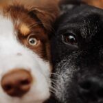 Having multiple dogs can result in sibling rivalry due to competition and dominance. Understanding the cause of this behavior and implementing tips to manage aggression can help improve the situation.