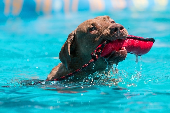 Dock diving is one of three beginner-friendly dog sports.