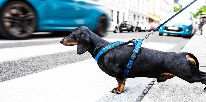Dachshund ignores dog walking hazard of speeding car.