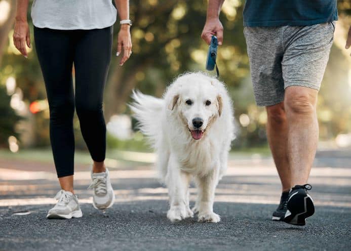 Couple walks golden retriever. Start with daily walks to create a dog-friendly workout.