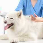 Vaccinations are crucial for keeping dogs healthy and preventing diseases. They help dogs live longer and save money on vet bills.