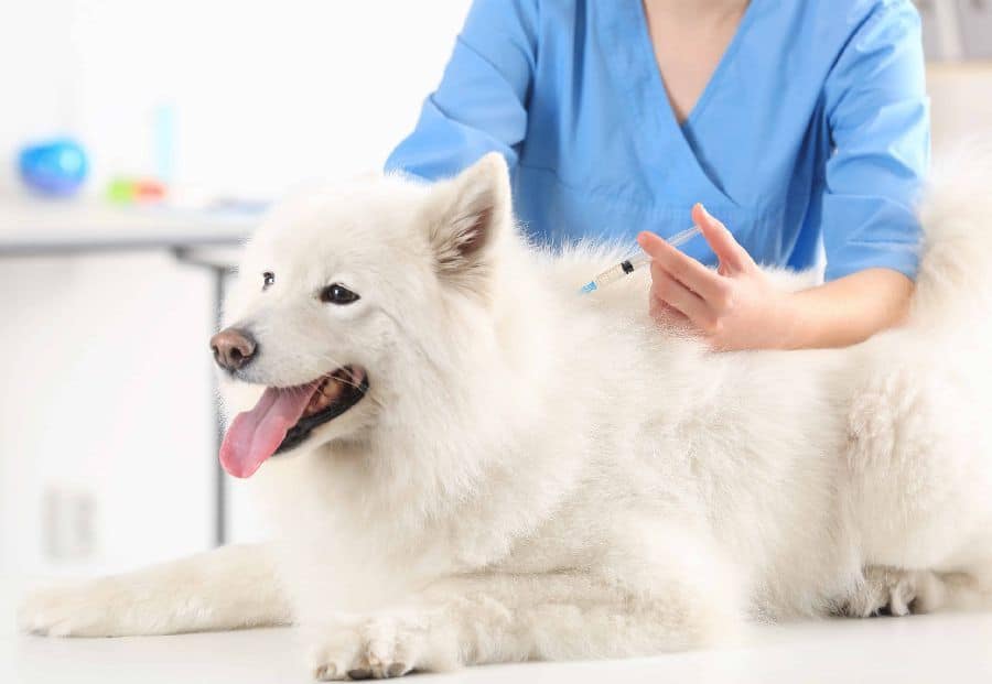 Vaccinations are crucial for keeping dogs healthy and preventing diseases. They help dogs live longer and save money on vet bills.