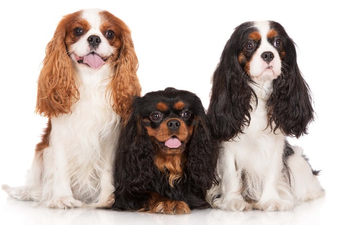Cavalier King Spaniel dogs' long coats come in several colors.