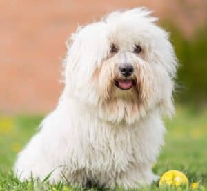 Coton de Tulear, a smart, friendly small dog from Madagascar, known for its fluffy white coat.