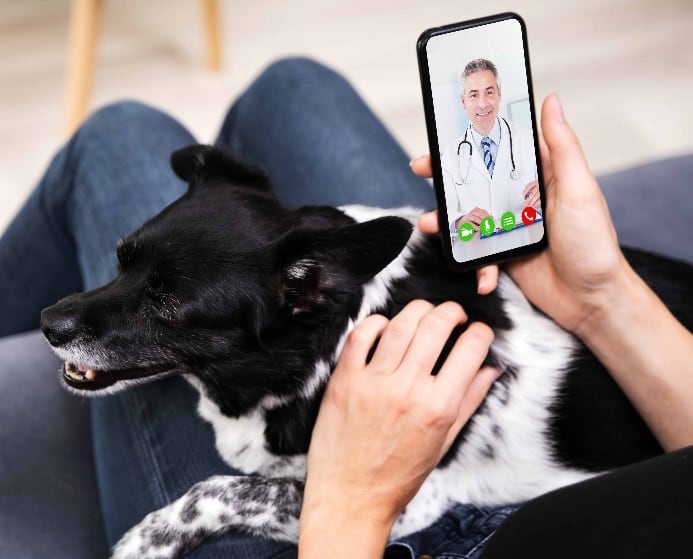 Dog owner uses telemedicine to provide affordable healthcare.
