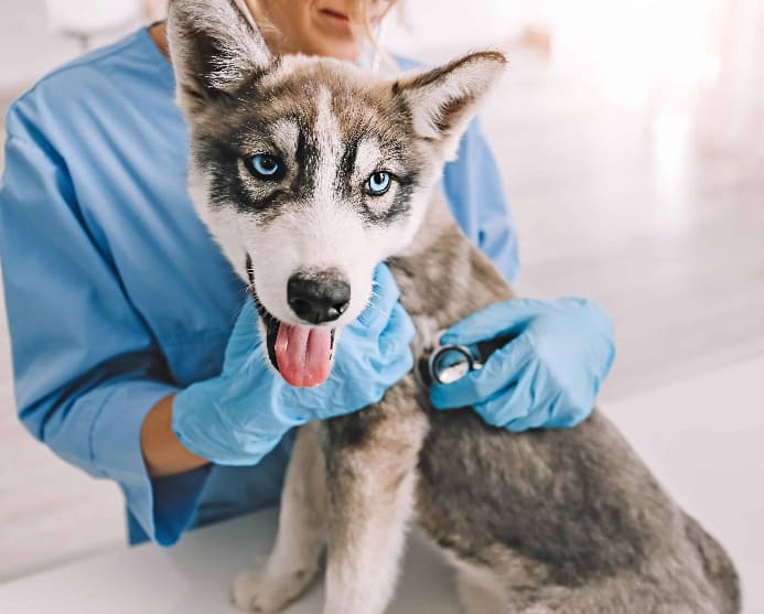 Vet examines Husky puppy. Comparison shop to find affordable healthcare.