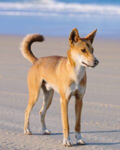 Dingoes are wild canines native to Australia with unique features and strong survival skills.