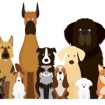 Dog breed guide illustration