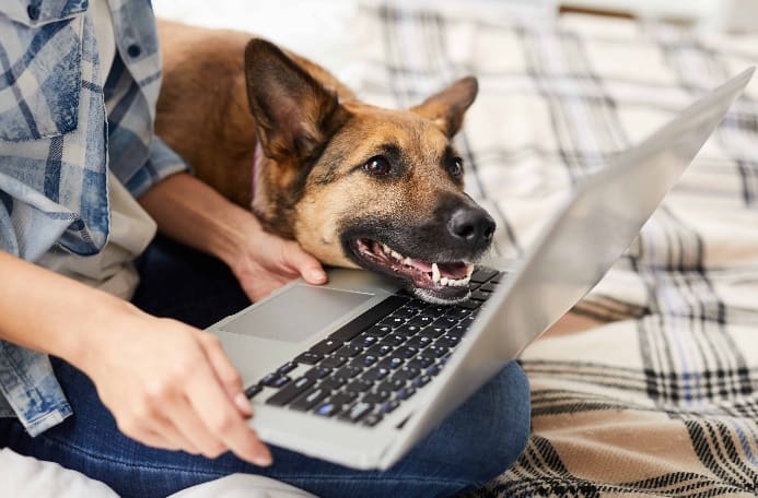 German Shepherd rests its head on owner's laptop.