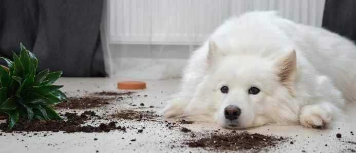Samoyed knocks plant to floor. Some plants are toxic to dogs.