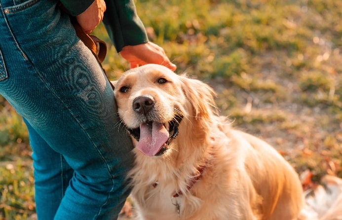 A Golden Retriever is a good choice for a potential dog owner.